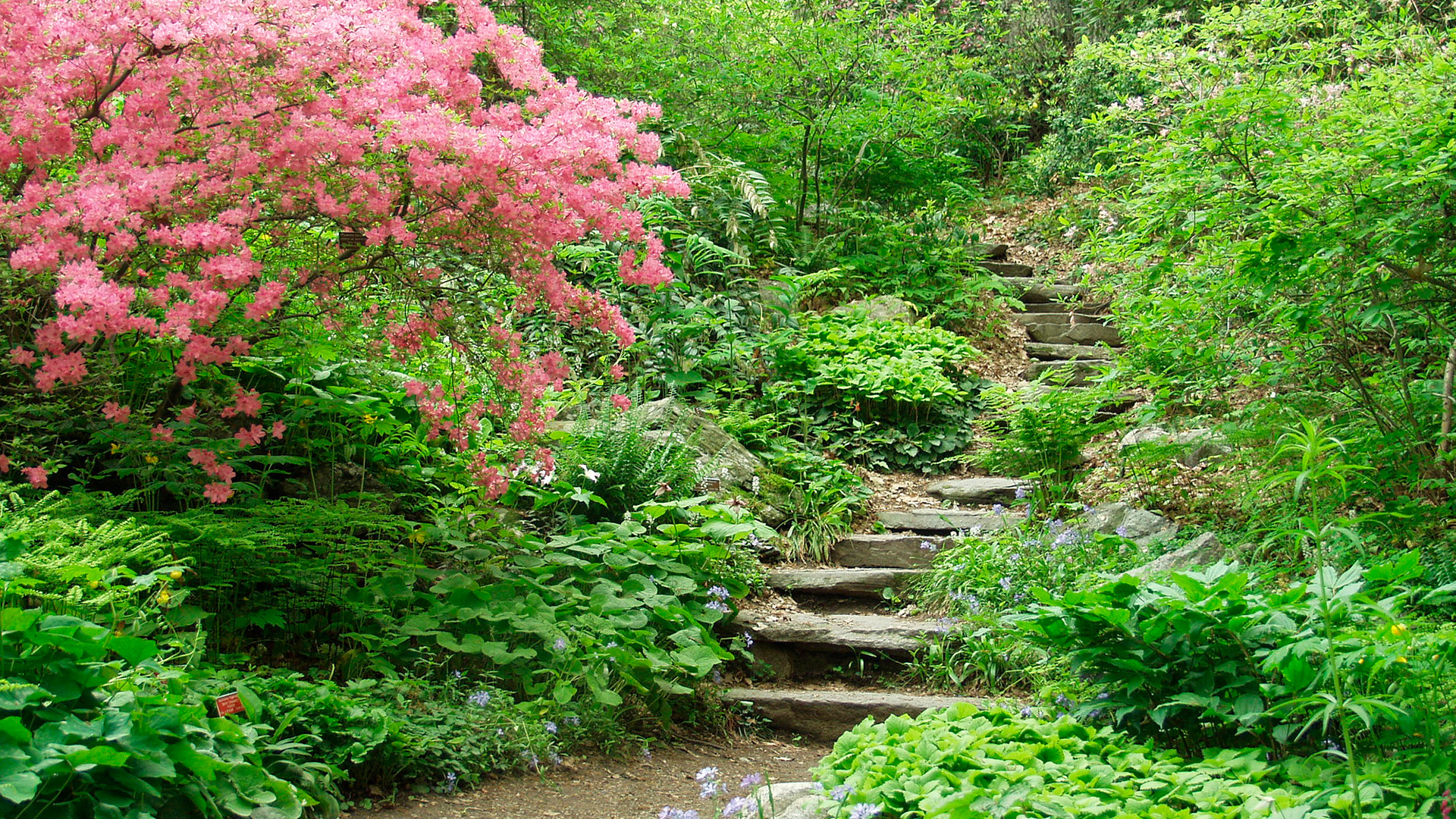 A stone pathway winds through a lush garden curated by the Native Plant Trust, with vibrant pink flowers in bloom and dense greenery on both sides.