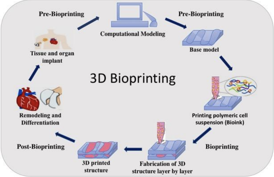 3d Bioprinting